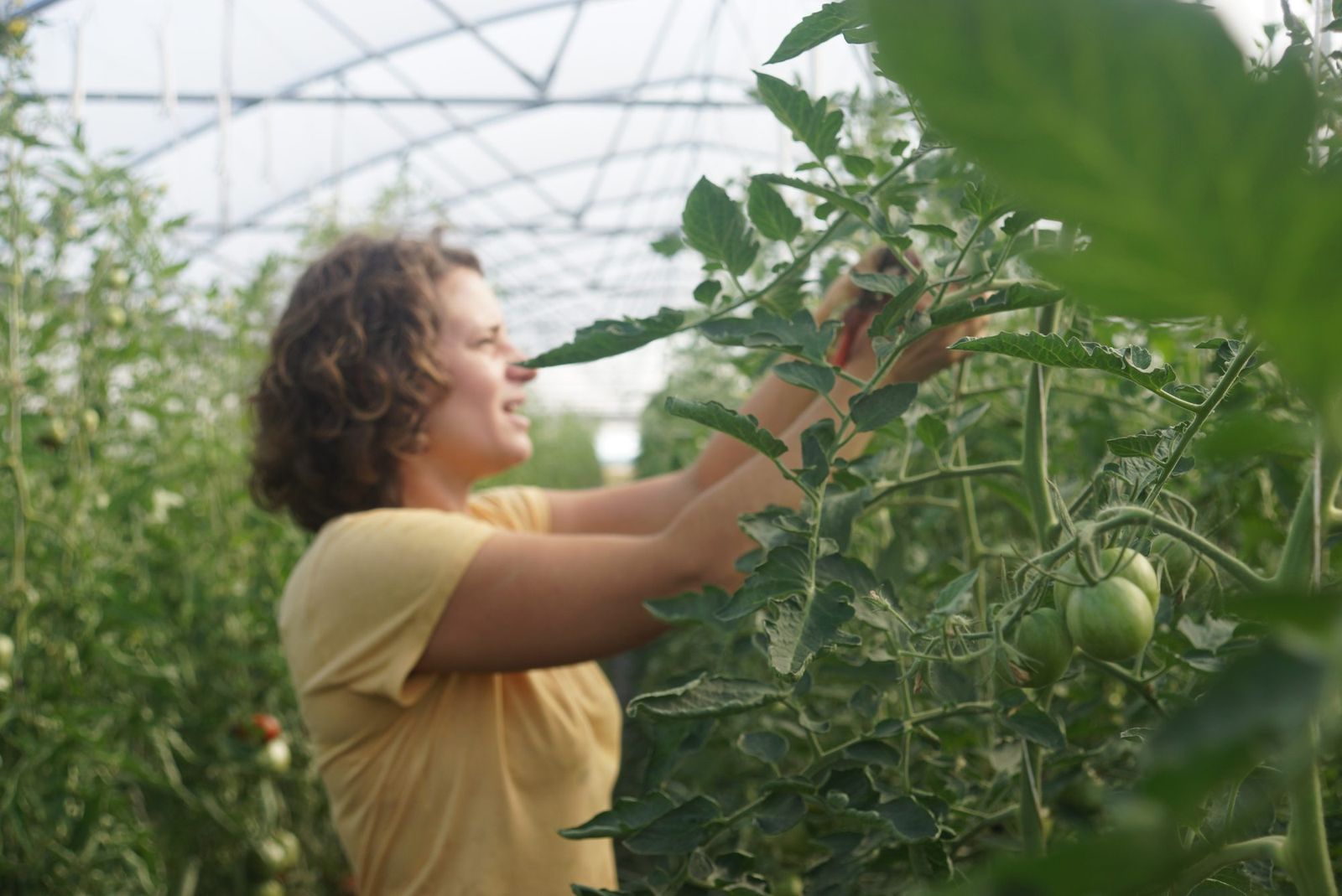 Une maraîchère récolte des tomates sous serre